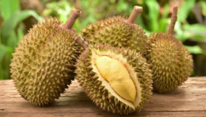 MỘT SỐ GIỐNG SẦU RIÊNG PHỔ BIẾN TẠI VIỆT NAM VÀ ĐẶC TÍNH CỦA CHÚNG