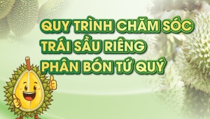 Quy Trình Chăm Sóc Sầu Riêng Phân Bón Tứ Quý