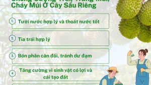 5 Giải Pháp Hiệu Quả Giúp Chống Sượng Trái, Trắng Múi, Cháy Múi Ở Cây Sầu Riêng