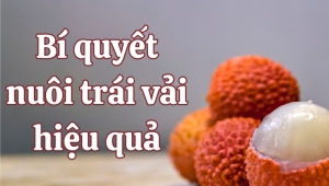 Bí Quyết Nuôi Trái Vải Hiệu Quả