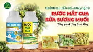 Phòng tránh và khắc phục mắt cua sầu riêng bị đen, rụng hiệu quả