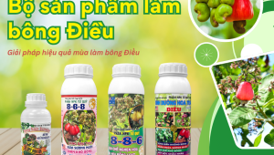 PHÂN BÓN TỨ QUÝ – BỘ SẢN PHẨM CHUYÊN DỤNG MÙA LÀM BÔNG ĐIỀU
