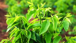 KỸ THUẬT TRỒNG VÀ CHĂM SÓC CÂY RAU NGÓT