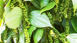 Nhà máy gia công phân bón Tứ Quý
