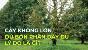 Cây Không Lớn Dù Bón Phân Đầy Đủ Lý Do Là Gì?