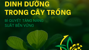 Vai Trò Cân Bằng Dinh Dưỡng Trong Cây Trồng: Bí Quyết Tăng Năng Suất Bền Vững