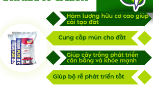 Phân Bón Hữu Cơ SAMON PLUS: Giải Pháp Tối Ưu Cho Sầu Riêng Trong Mùa Khô