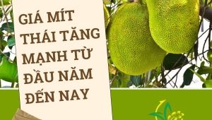 Giá Mít Thái Tăng Cao