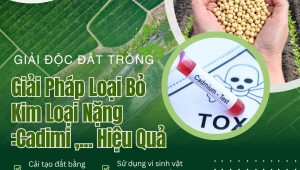 Giải Độc Đất Trồng Cây: Giải Pháp Loại Bỏ Kim Loại Nặng Như Cadimi Hiệu Quả