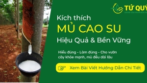 Kích Thích Mủ Cao Su Hiệu Quả: Kiến Thức Cần Biết Để Khai Thác Lâu Dài