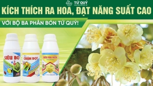 Kích thích ra hoa sầu riêng - đạt năng suất cao cùng bộ ba từ nhà Tứ Quý