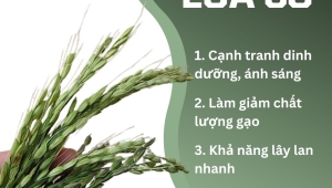 Giải Pháp Hiệu Quả Cho Vấn Nạn Lúa Cỏ (Lúa Ma)