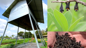 PHÂN DƠI VÀ LỢI ÍCH CỦA PHÂN DƠI TRONG NÔNG NGHIỆP