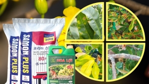Phục hồi cây Mai sau Tết