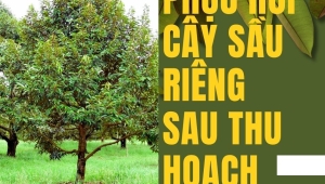 5 Bước Phục Hồi Sầu Riêng Sau Thu Hoạch