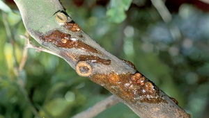 NẤM PHYTOPHTHORA - “KẺ HỦY DIỆT” THỰC VẬT