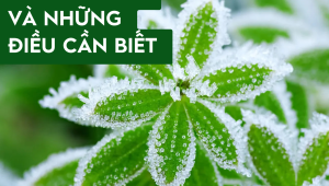  Hiện Tượng Sương Muối Ở Cây Trồng: Nguyên Nhân, Tác Hại Và Biện Pháp Phòng Tránh