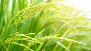 QUẢN LÝ CÂY LÚA KHỎE TỪ ĐẦU VỤ ĐÔNG XUÂN