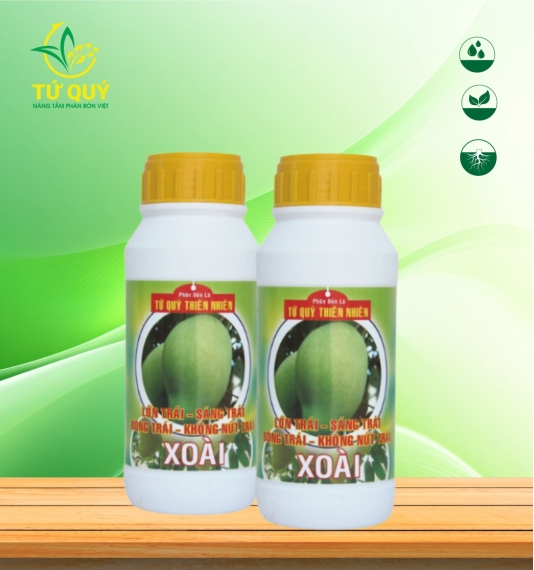 Lớn Trái (Xoài)