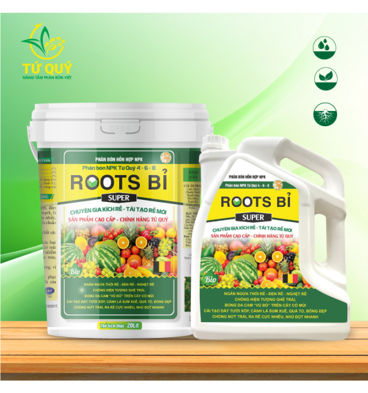 ROOTS BỈ