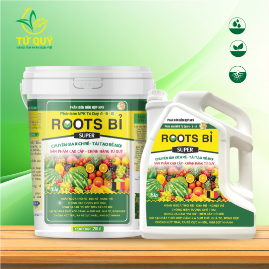 ROOTS BỈ