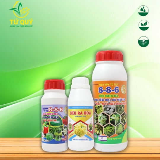 Ra Hoa 8-8-6